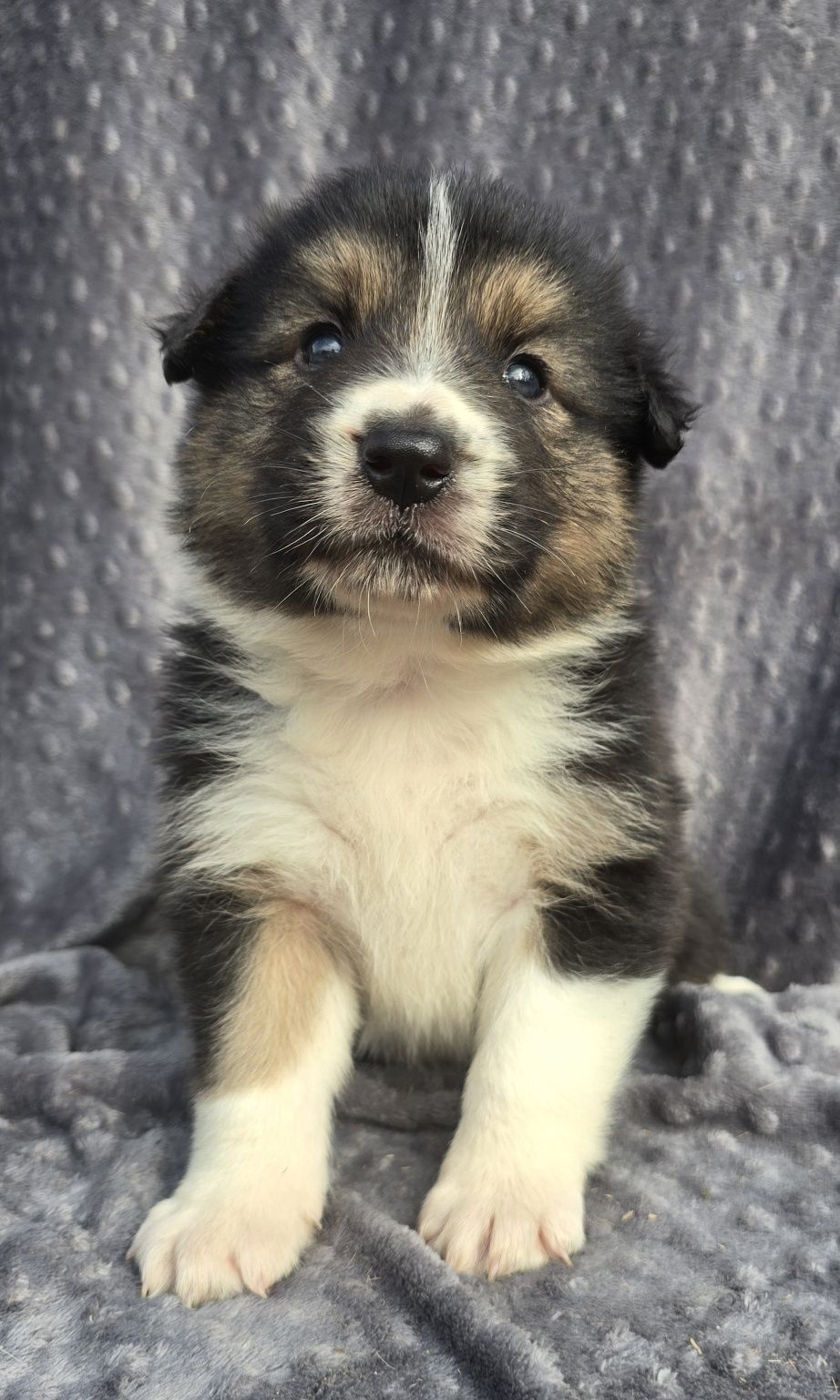 Border Collie piesek nr 2
