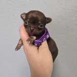 Chihuahua samiec czekoladowy podpalany xs