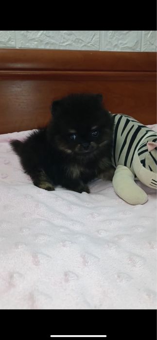 Чорно-підпалий міні хлопчик померанський шпіц