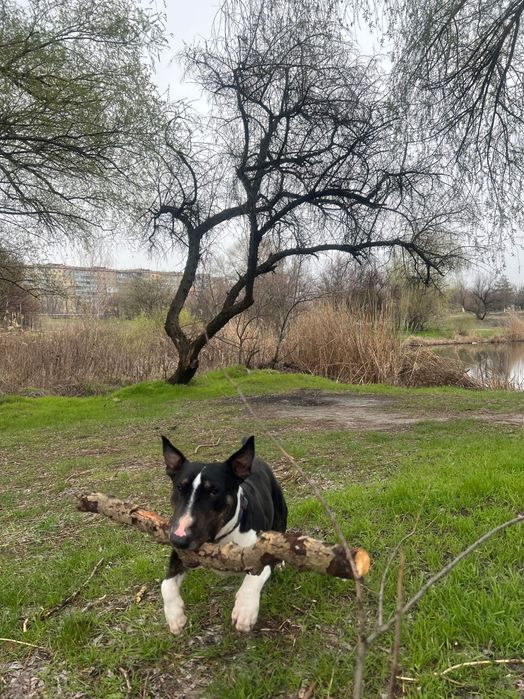 Кобель міні Бультерʼєр шукає сучку для вʼязки м.Камʼянське. 5,5 років.