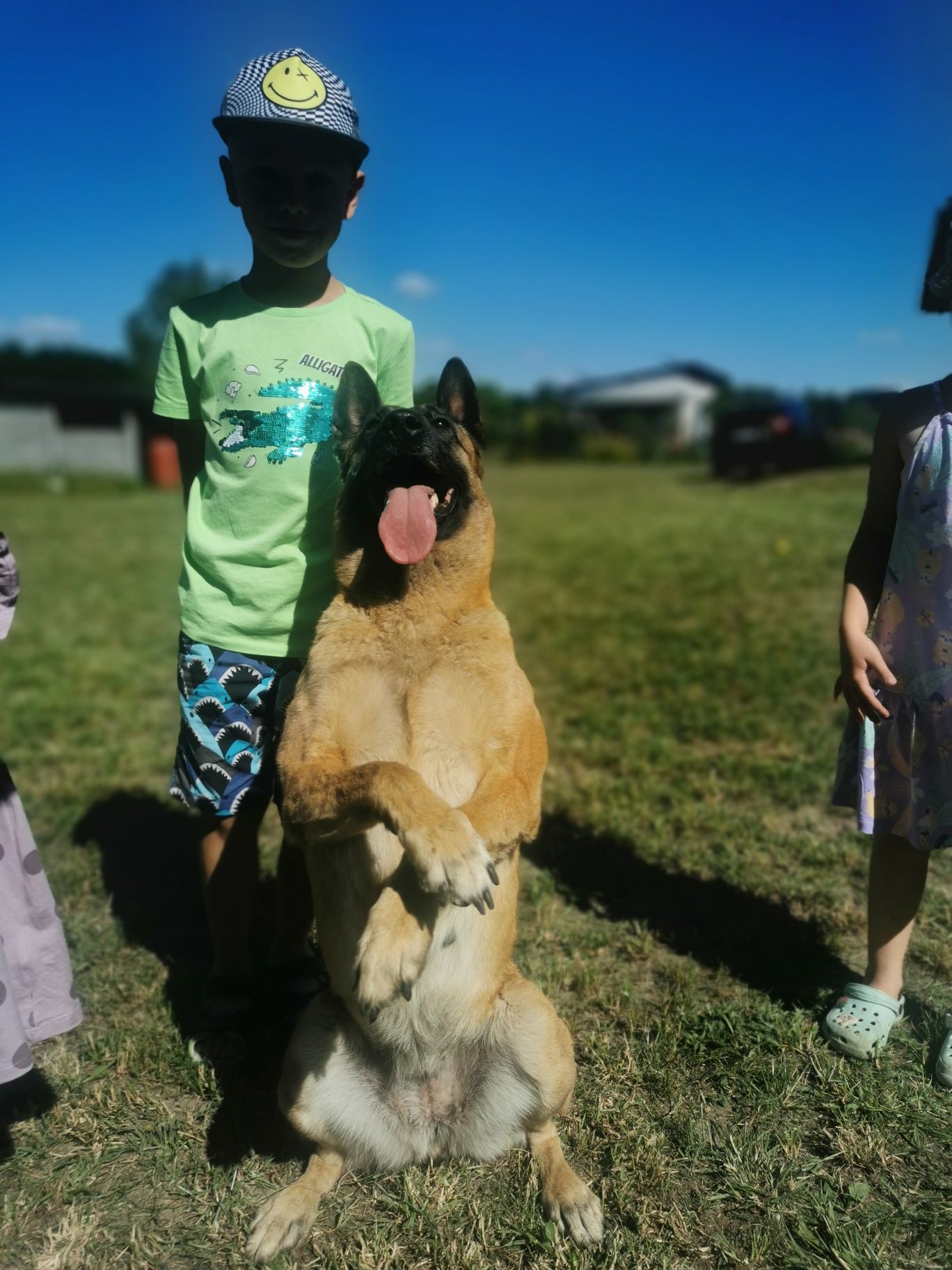 Owczarek belgijski Malinois