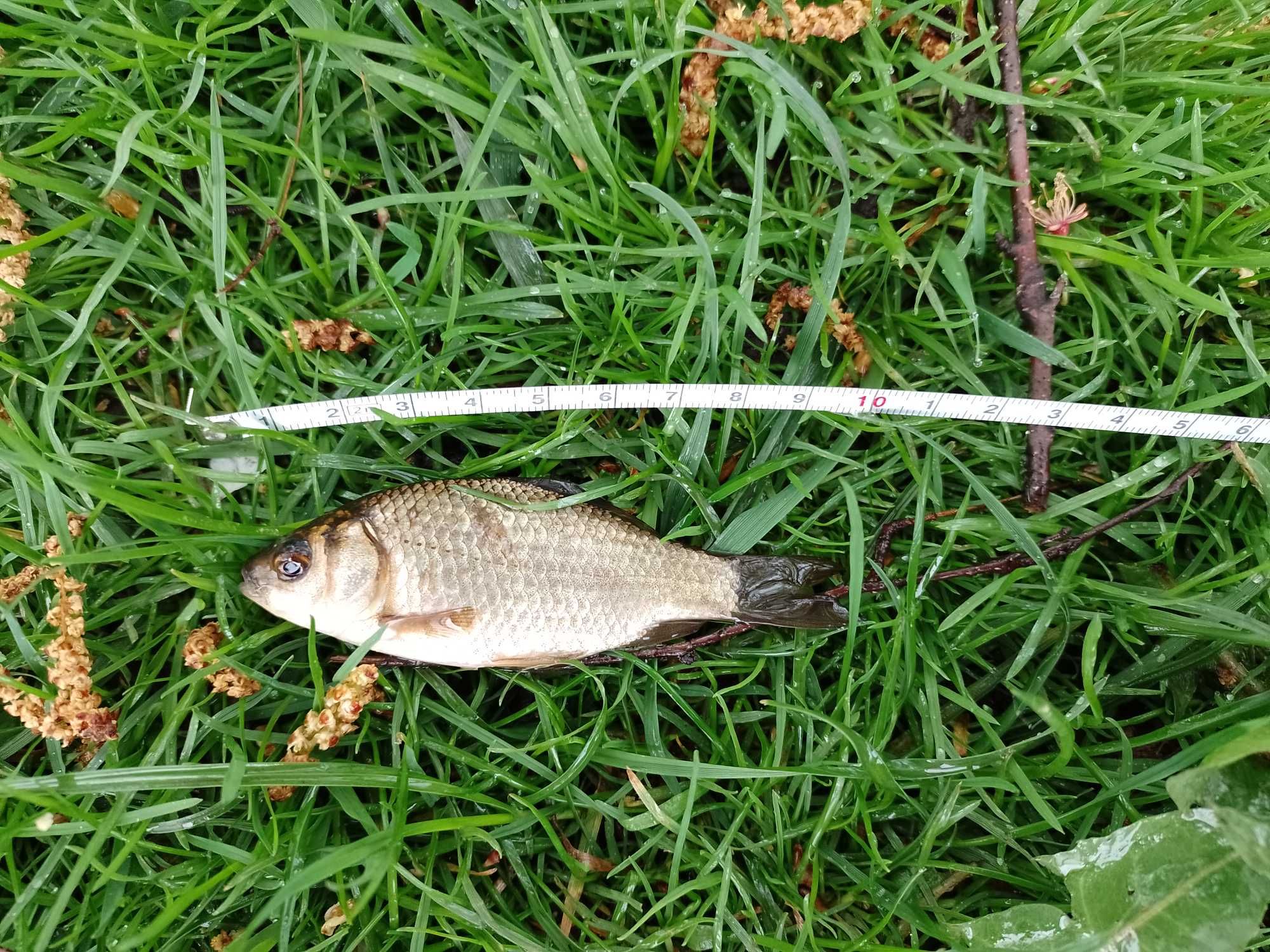 Karaś na żywca. 1zl sztuka przy większych ilościach cena do negocjacji