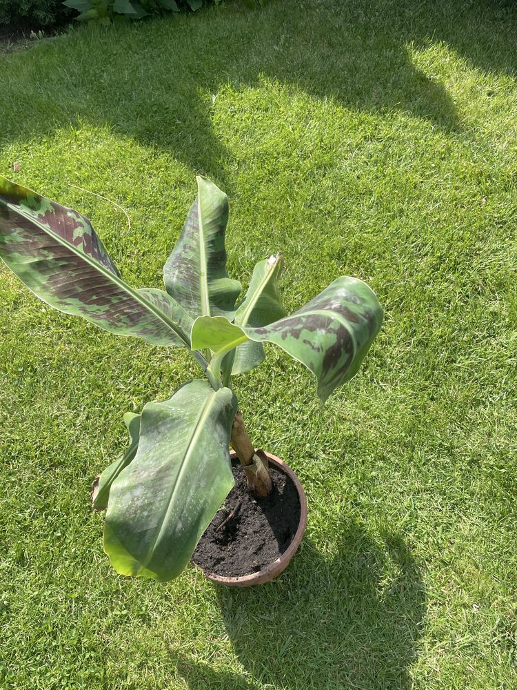 Bananowiec musa acuminata dwarf cavendish 60cm