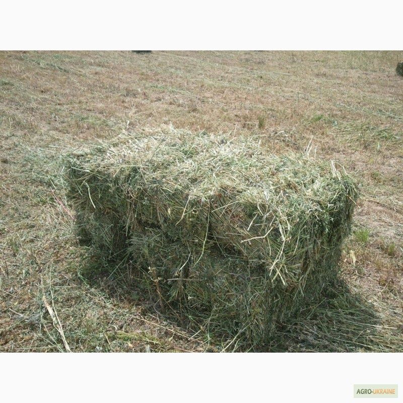 Продам тюки люцерни