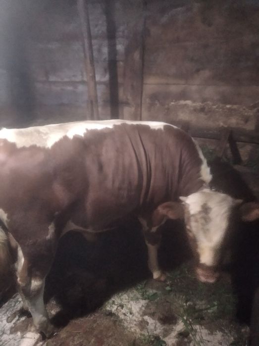 Продам річного бика
