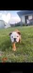 Buldog Angielski