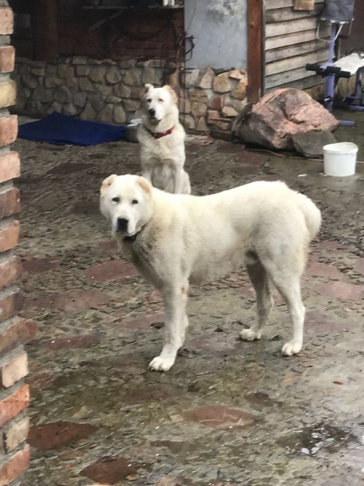 Za darmo owczarki srodkowo azjatyckie  9 tygodniowe