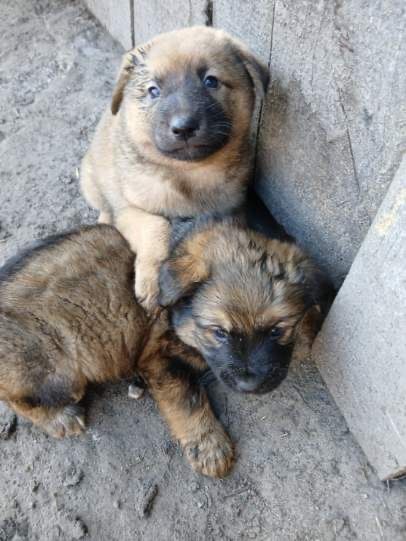 oddam pieski za darmo