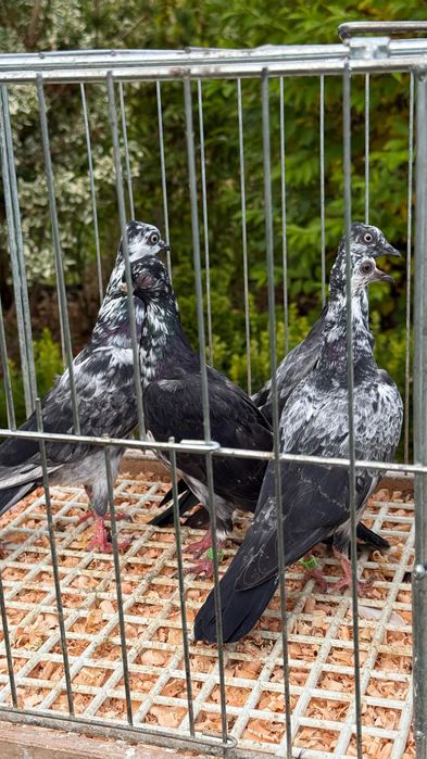 Gołębie Wiedeńskie