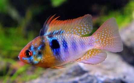 Ramirezi "German Blue"
