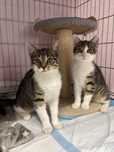 Fabio & Bianca do adopcji