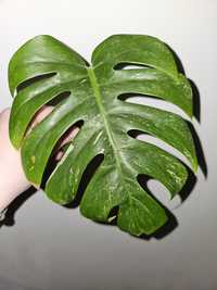 Monstera variegata