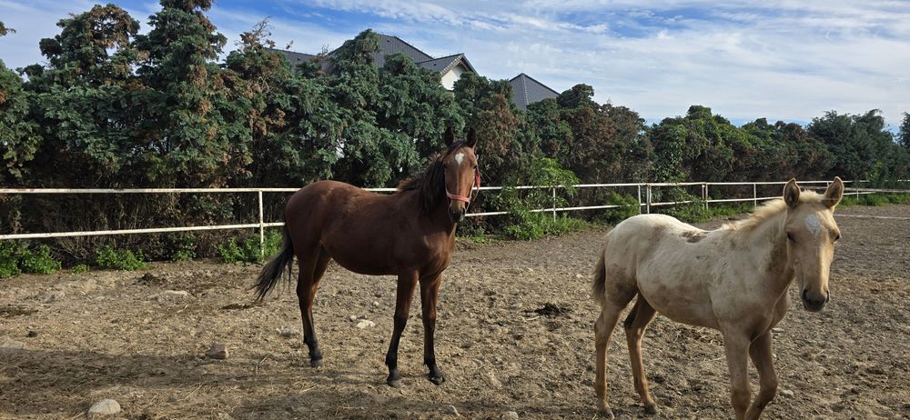 Ogier typ szlachetny gniady