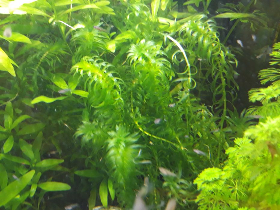 Roślina akwariowa Moczarka kanadyjska Elodea canadensis