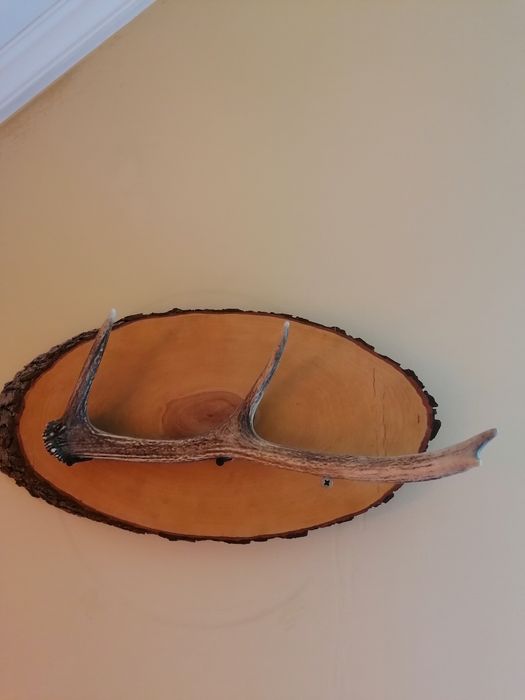 Poroże jelenia na podstawie