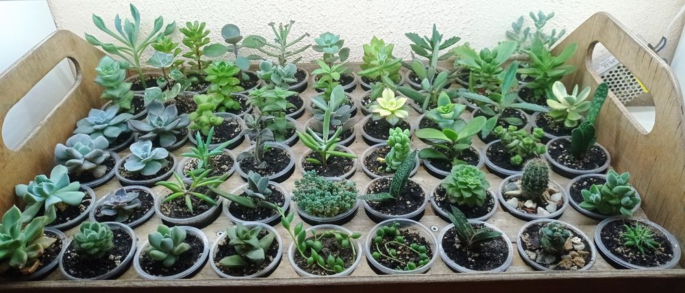 Сукуленти ехеверії, хрестовники,еоніуми, красули, делосперма,оскулярі