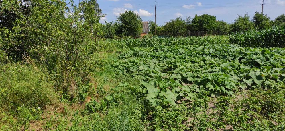 (3) Продам земельну ділянку в с. Сальник 0925