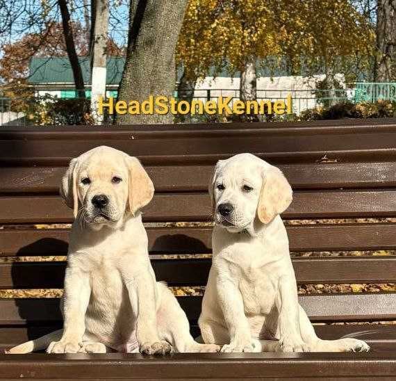 Щенки КСУ Лабрадора ретривера
