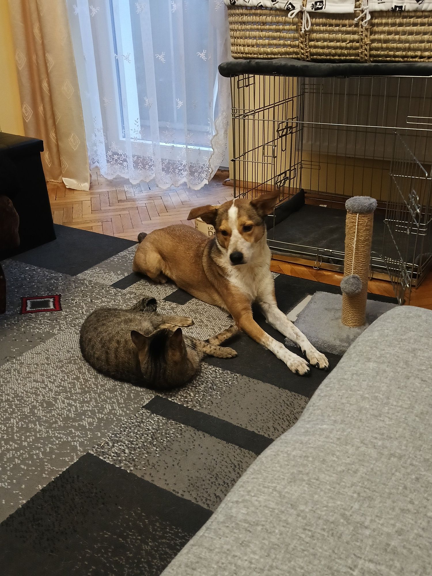 Pies samiec 2 lata i 2 miesiące