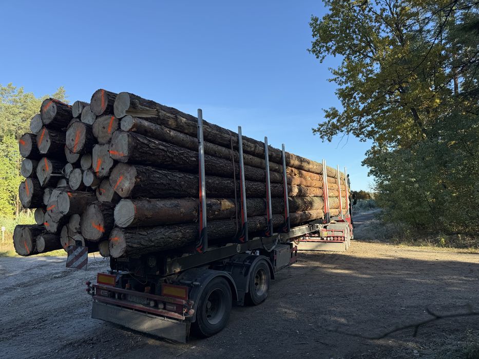 Drewno Sosna Tartaczna AB klasa