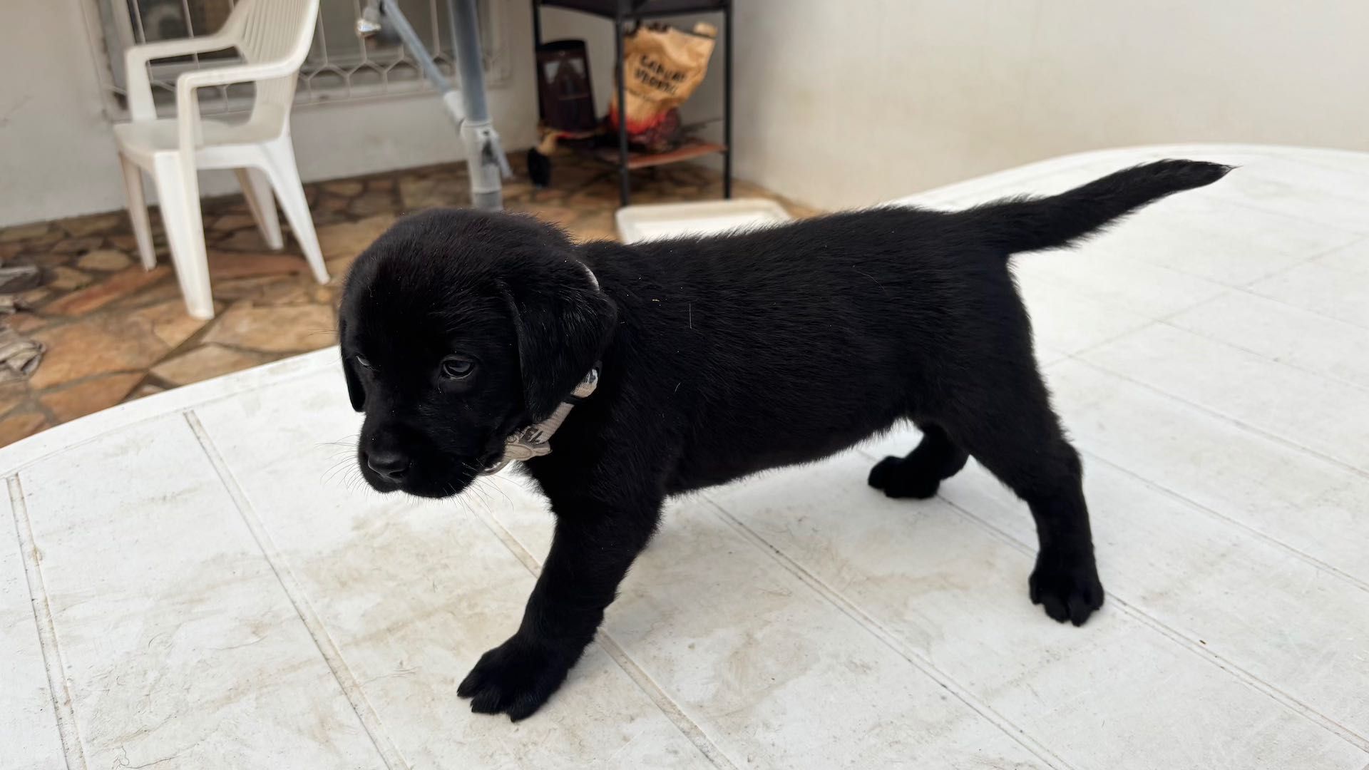 Labrador femea com Lop