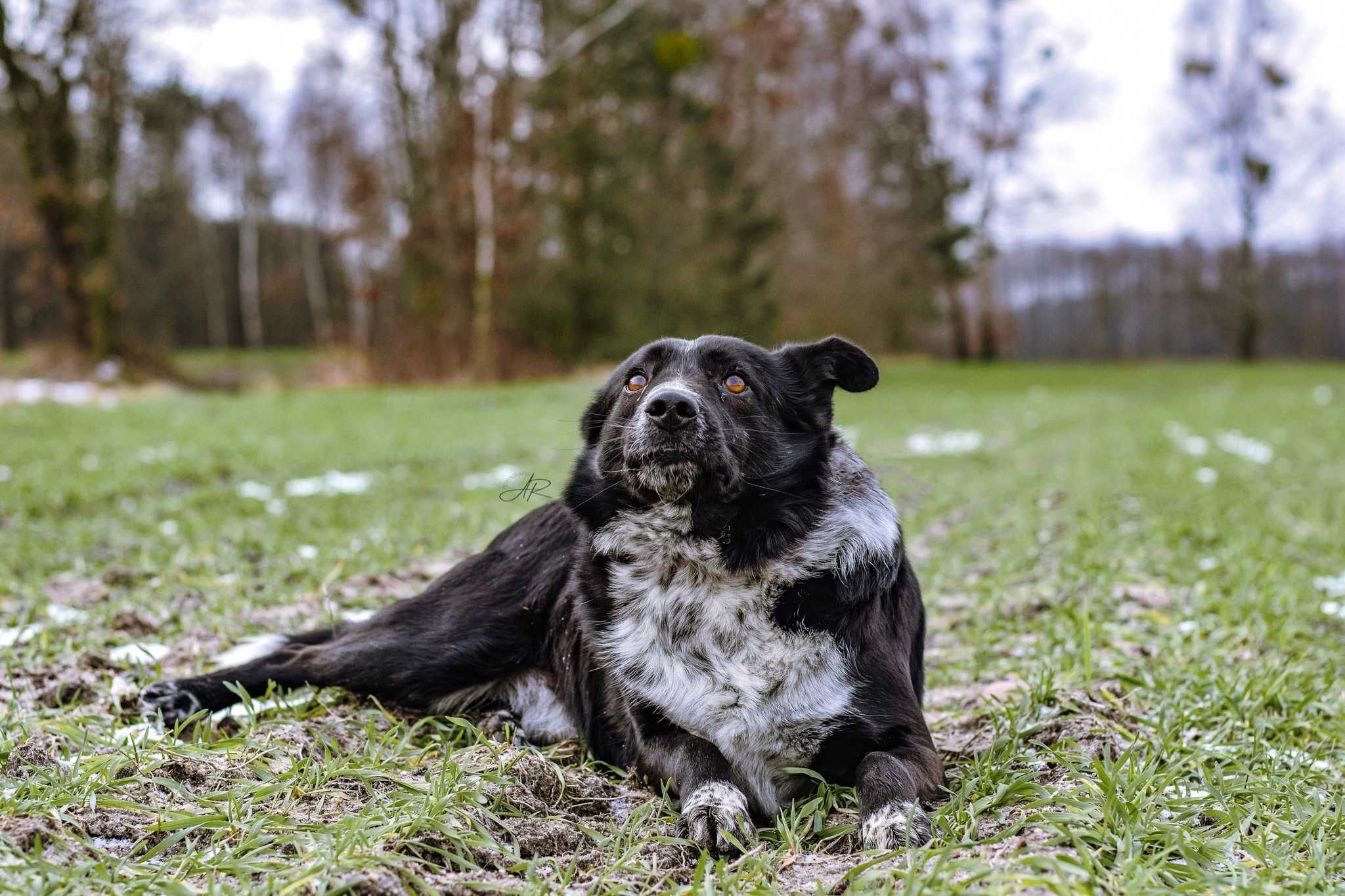 Adoptuj wrażliwego pieska, który potrzebuje miłości i wsparcia!