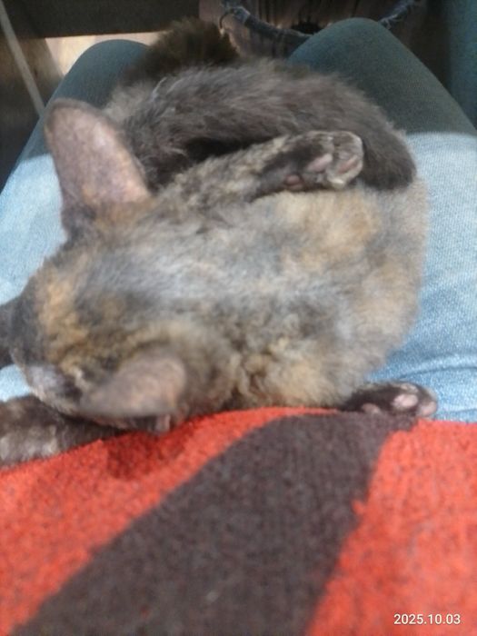 Отдам в хорошие руки кошку Браж