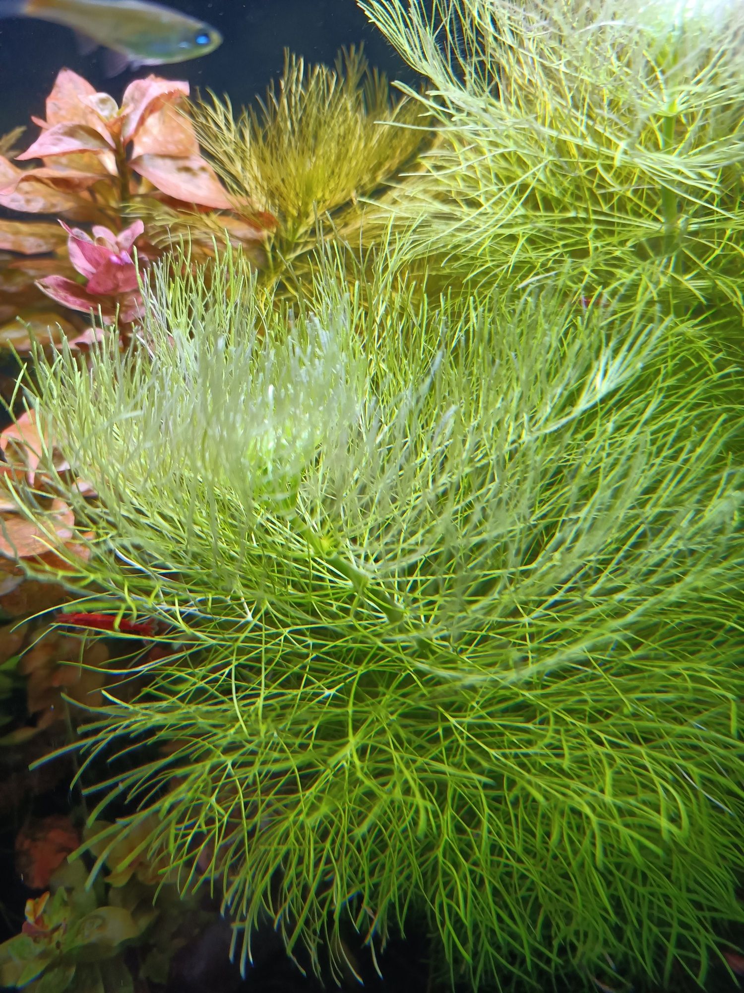 Wywłócznik   efektowna roślina akwariowa
