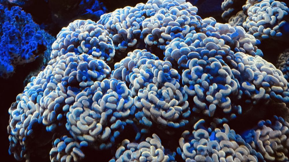 Euphyllia glabrescens koralowiec