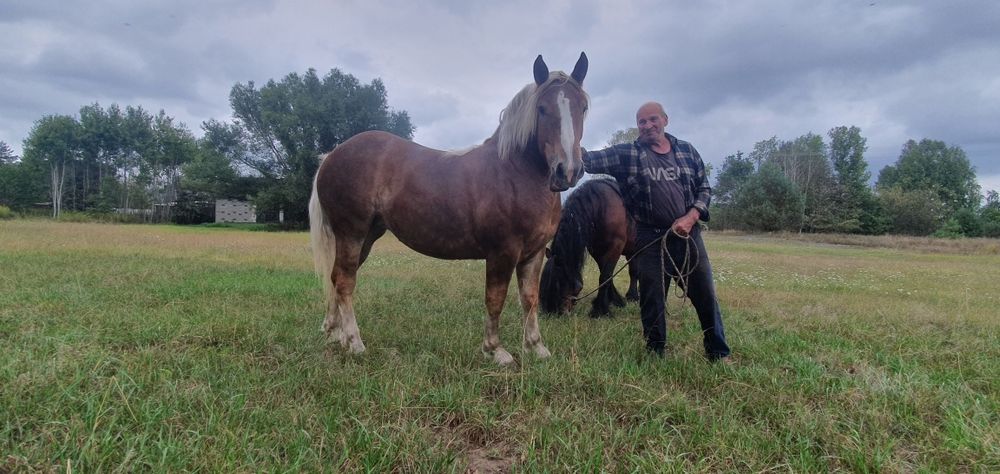 Klacz zimnokrwista + Kara