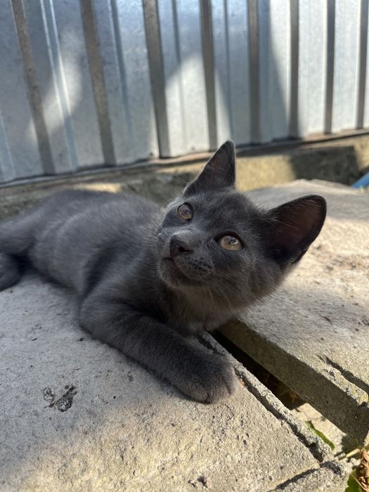 Віддам у добрі руки кішку