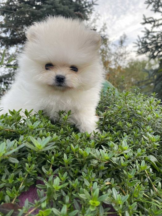 Szpic miniaturowy pomeranian sunia piękna puchata malusia