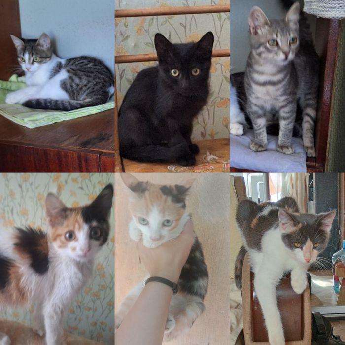 Разные котята бесплатно. Кот. Кошка. Котенок даром