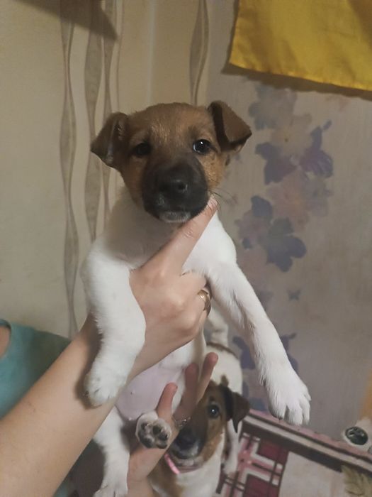 Цуценята.Фокс тер'єр метиси,дівчатка.Собака