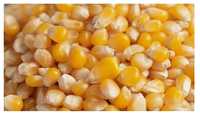 5kg Kukurydza ziarno przynęta na haczyk zanęta wędkarska karp leszcz k