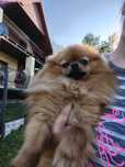 Szpic miniaturowy pomeranian