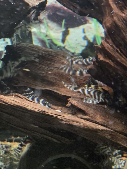 Sprzedam Zbrojnika l236