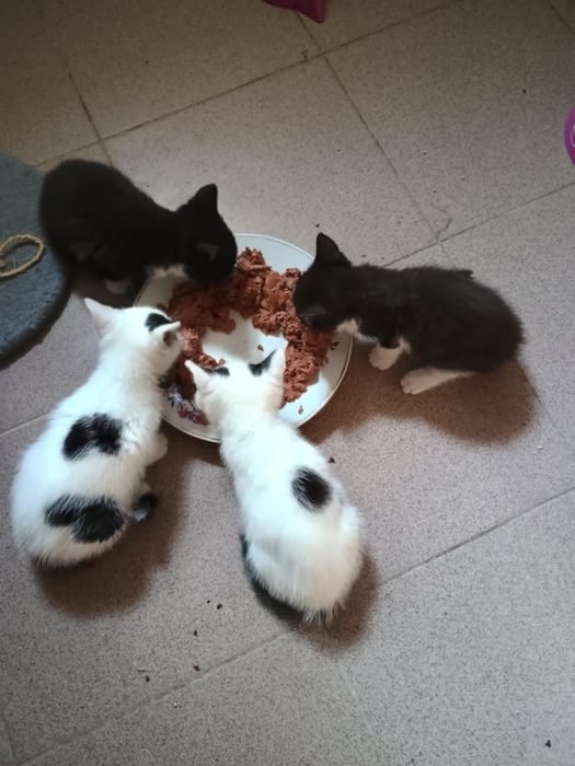 Kociaki do adopcji. Ostoja Mruczków