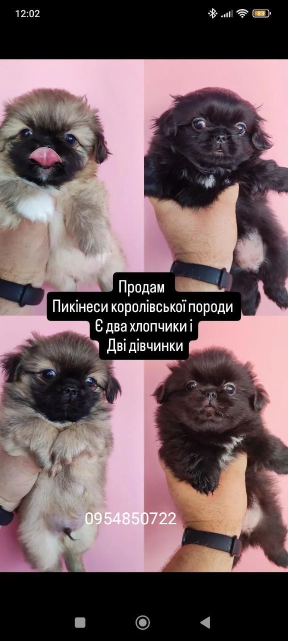 Цуценята королівського пікінеса
