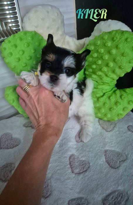 Piesek biewer tricolor Gotowy do odbioru