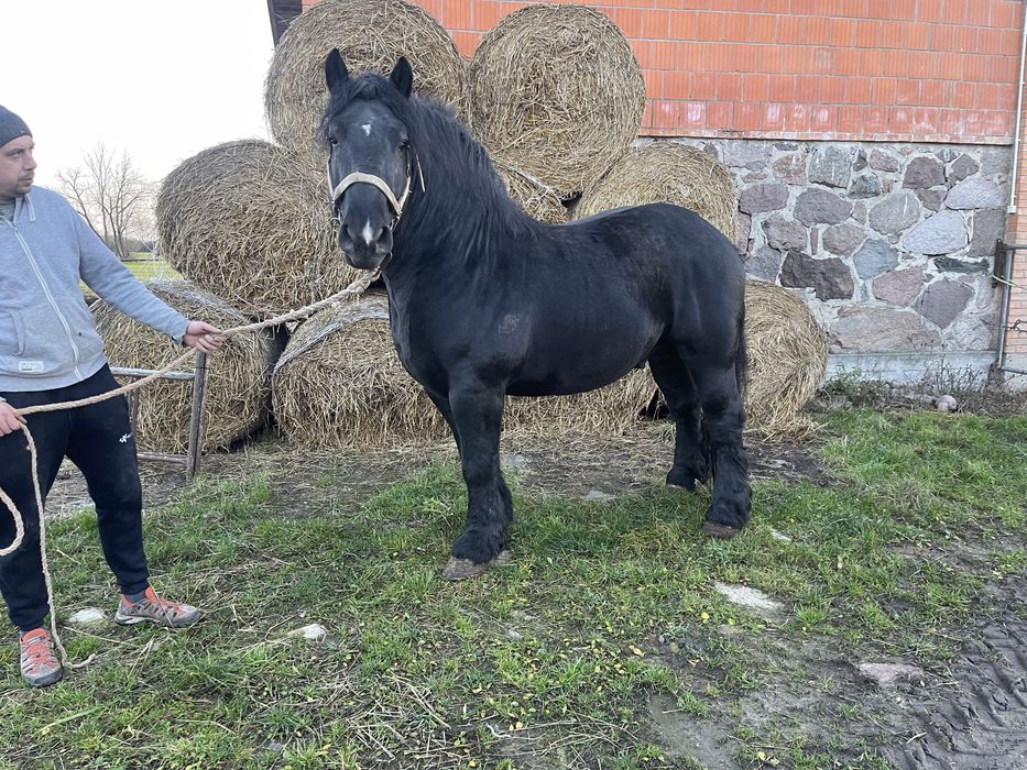 Ogier sztumski Syriusz