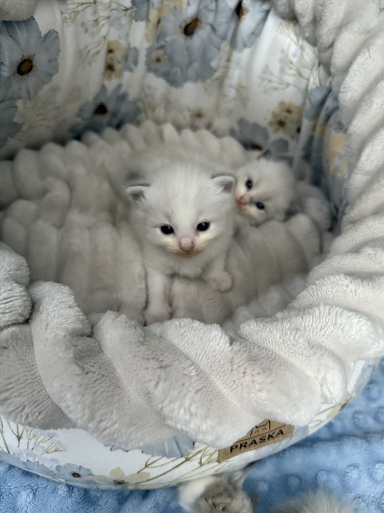 Koteczka Ragdoll SHK/WCF