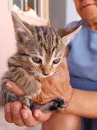 Gatinhas para adoção