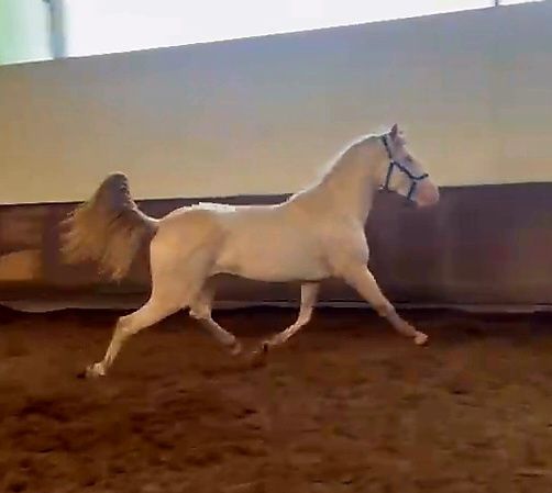 Poldro  lusitano