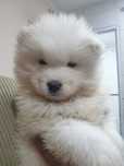 Samoyed/Samojed suczka