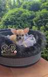 MINI XS przepiękny chłopczyk chihuahua krótkowłosy