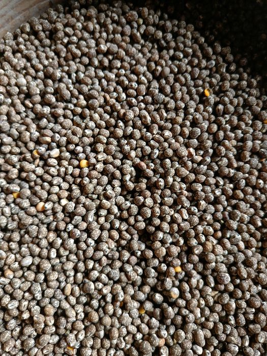 Sprzedam łubin niebieski