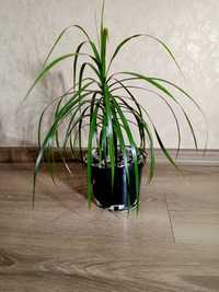 Драцена вазон кімнаті рослини пальма