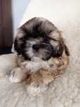 OKAZJA! Śliczny piesek Shih Tzu szuka domu (RODOWÓD/SZCZEPIENIA)