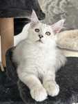 Kocurek Maine Coon
